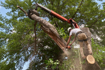 tree service