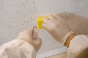 Mold Remediation